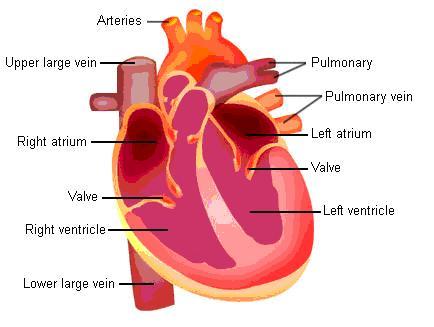 Know the Structures and Functions about Your Heart | New Health Advisor
