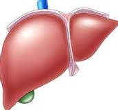 Liver Illustration