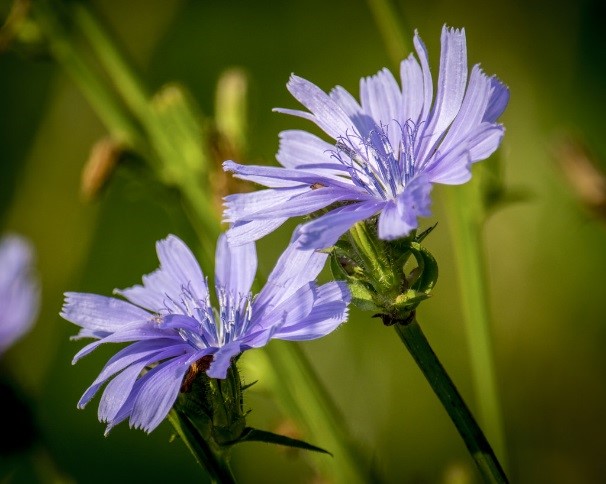 Chicory Flower