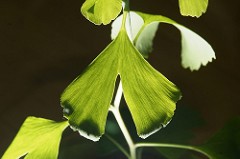 Ginkgo Biloba