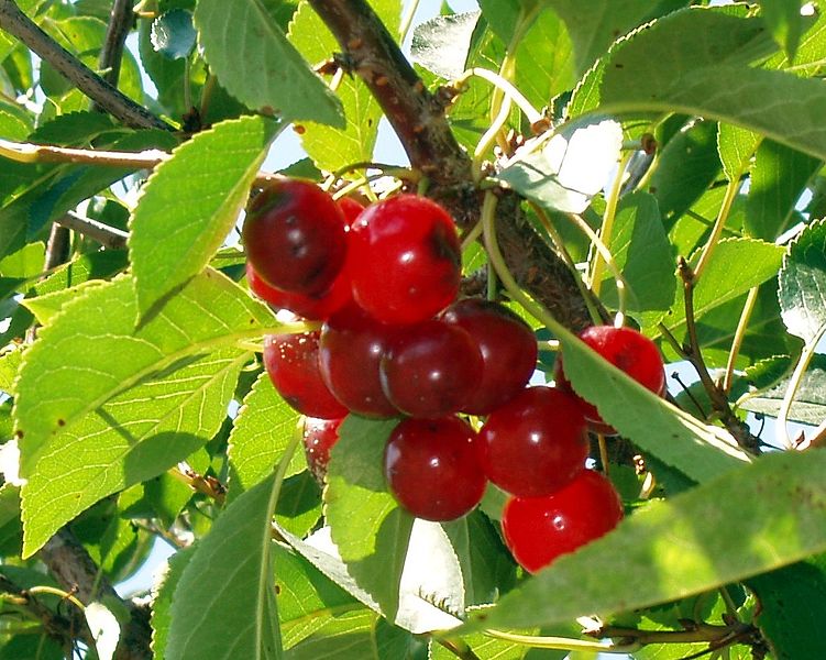 cherries