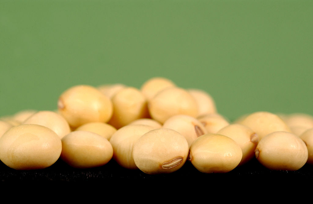 soybeans