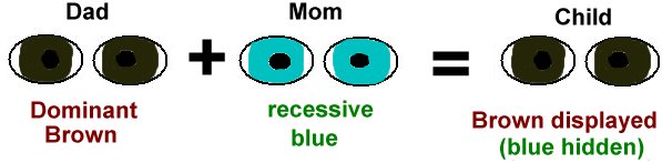 Difference Between Dominant and Recessive Traits | New Health Advisor