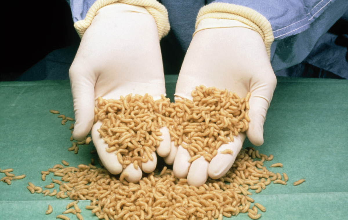 Could You Eat Maggot? | New Health Advisor