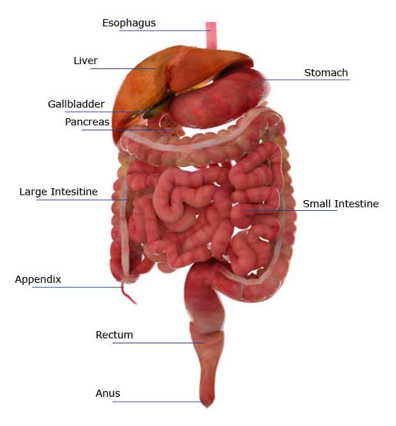 Know How Excretory System Works Here