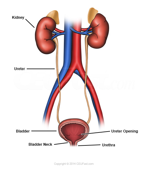 Know How Excretory System Works Here