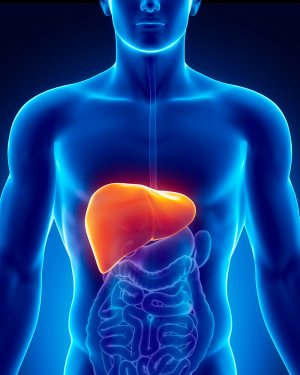 Can it exist without the liver?