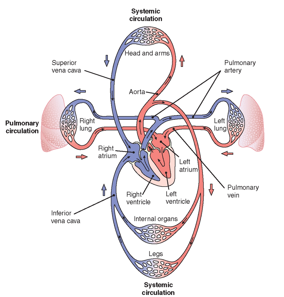 Diagram For Systemic Circulations Pulmonary Circulation Bloo