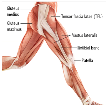 Tensor Fasciae Latae (TFL)