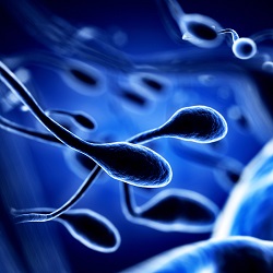Male Fertility: Normal Sperm Motility
