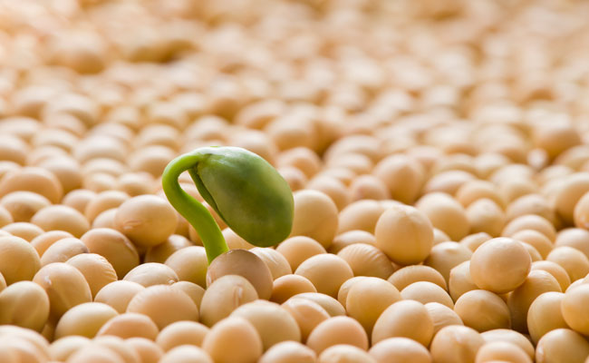 Foods High In Triglycerides