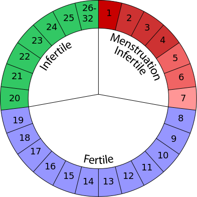When is it least fertile?