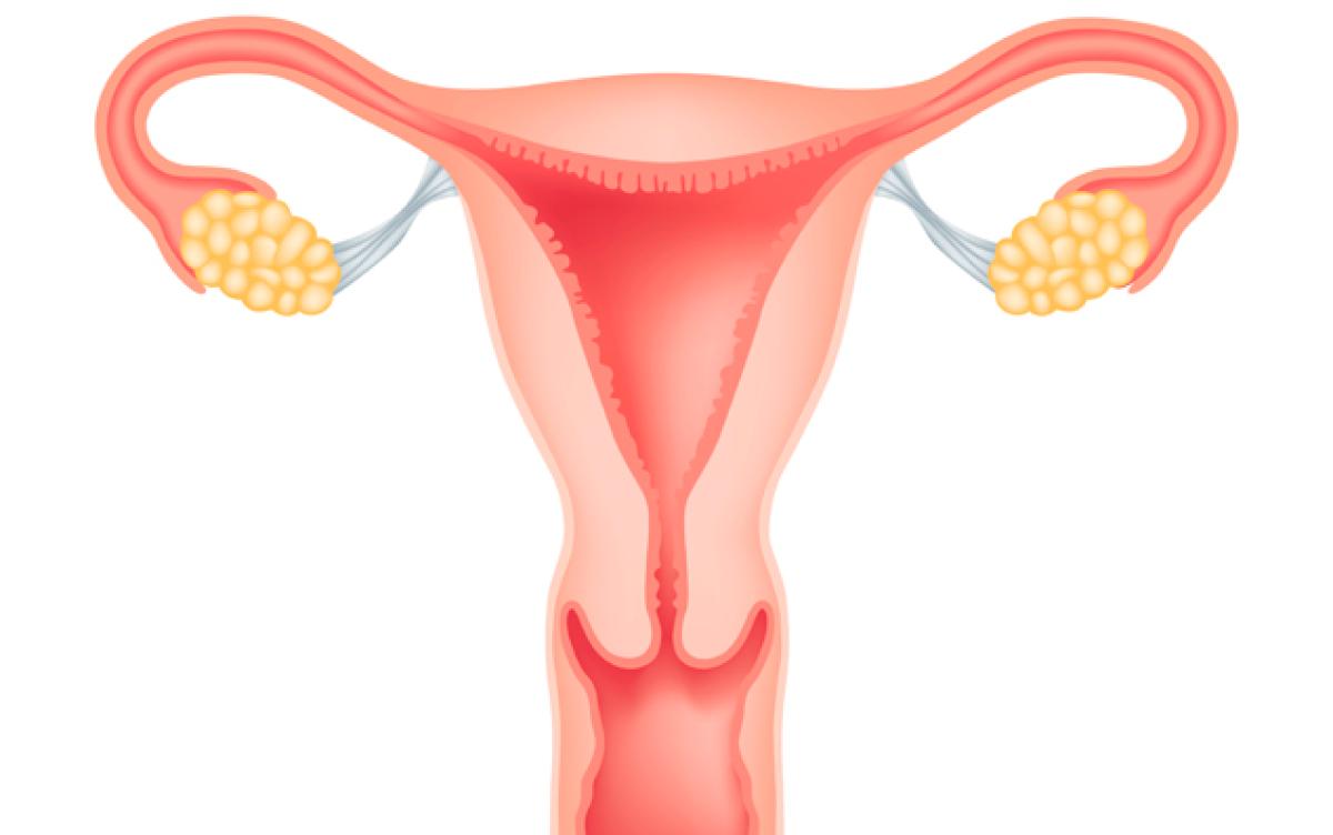 What Is the Average Size of the Uterus?