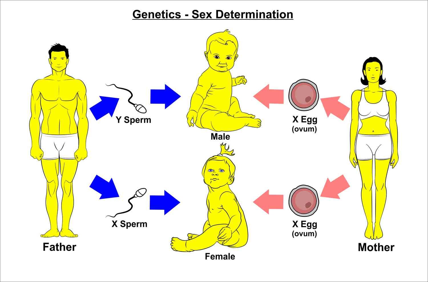 Who determines the sex of the baby?