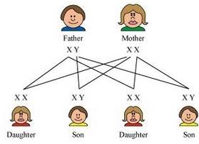 Who determines the sex of the baby?