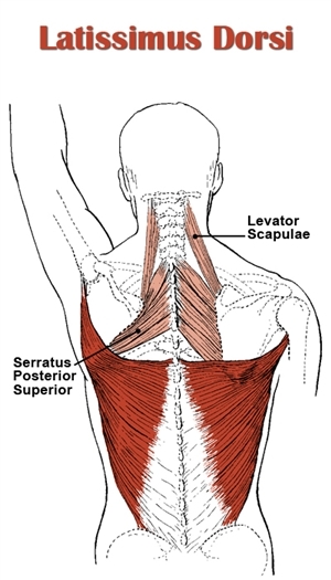 Muscles of the Shoulder