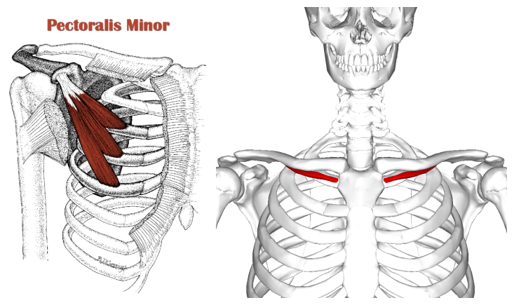 Muscles of the Shoulder