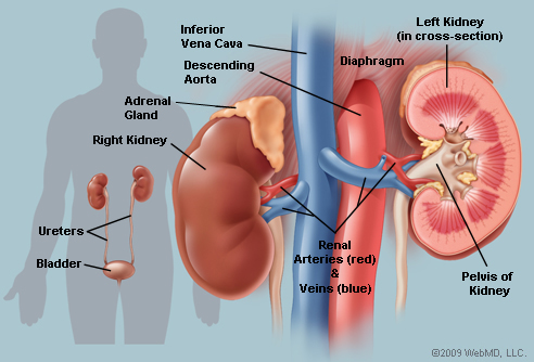 Function of the urinary system
