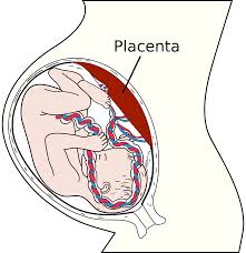 When Will Placenta Takes Over?
