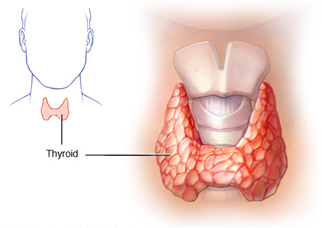 Vitamin D and Thyroid