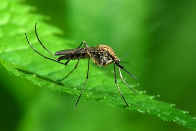 What do mosquitoes eat for lunch?