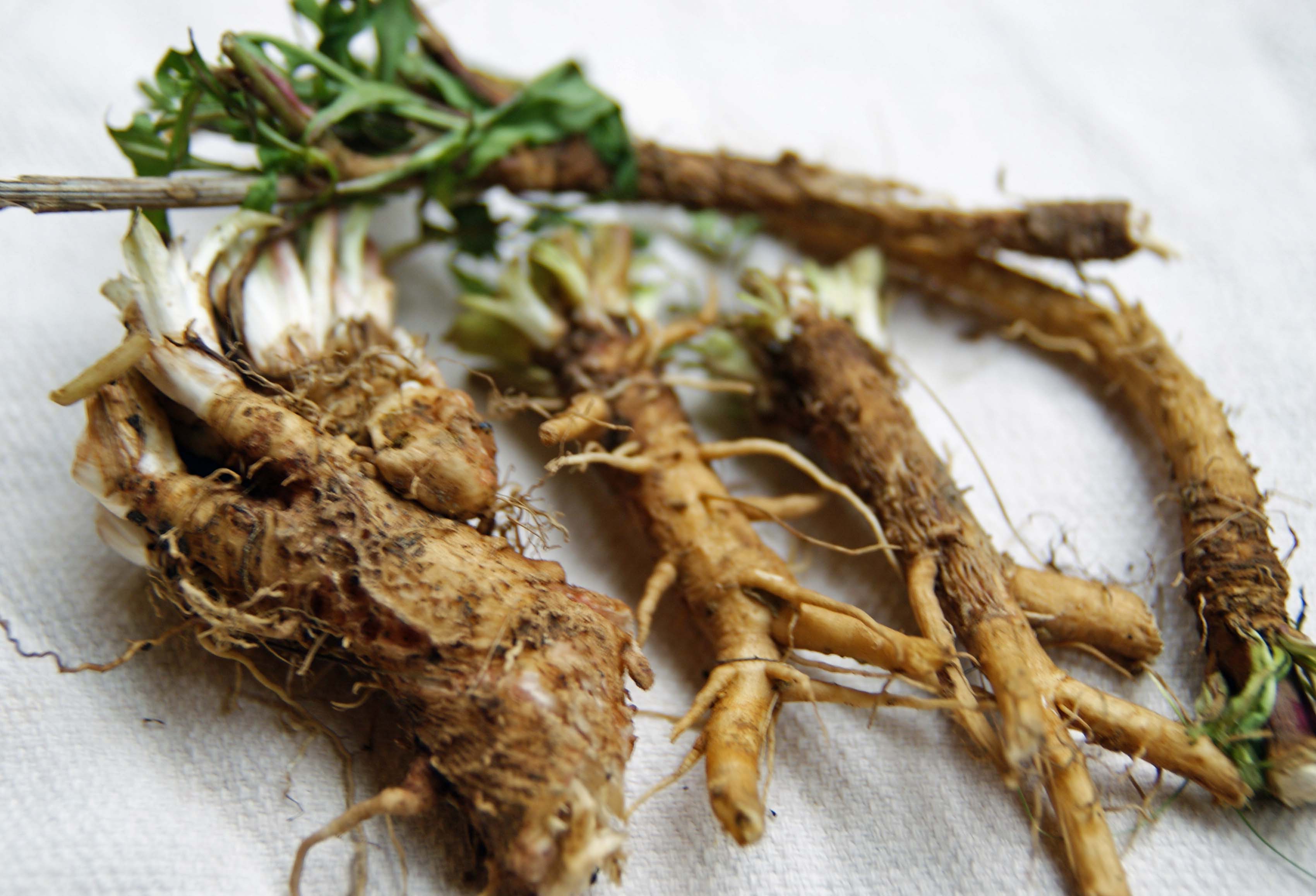Chicory root