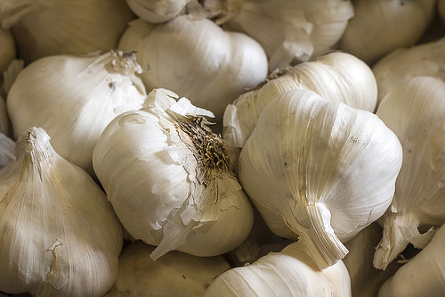 Garlic bulbs