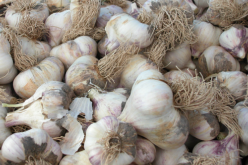 Garlic Bulbs