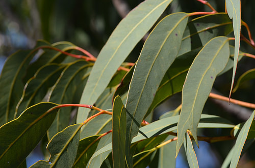 Eucalyptus