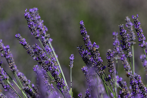 Lavendar