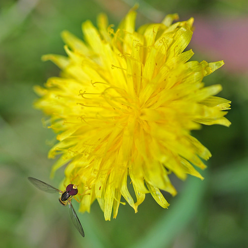 Dandelion