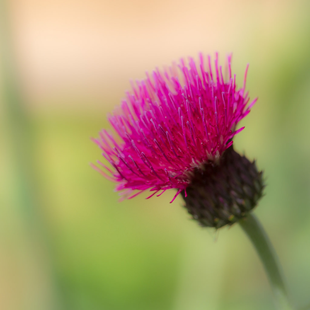 Milk Thistle