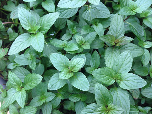 Peppermint Fresh Leaves