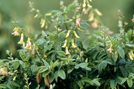 Herbal Medicine for Kidneys