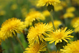 Herbal Medicine for Kidneys