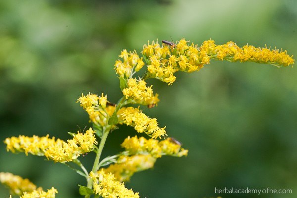 Herbal Medicine for Kidneys