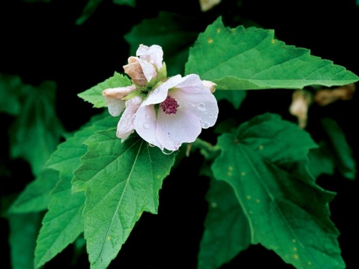 Herbal Medicine for Kidneys