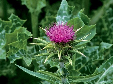 Herbal Medicine for Kidneys
