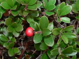 Herbal Medicine for Kidneys