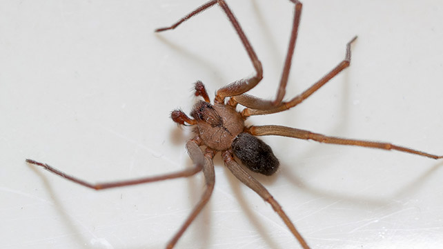 First Aid for 5 Common Bites and Stings