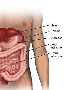 Organs on Left Side of Body