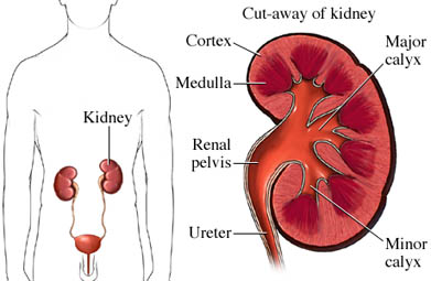 Stage 2 Kidney Disease